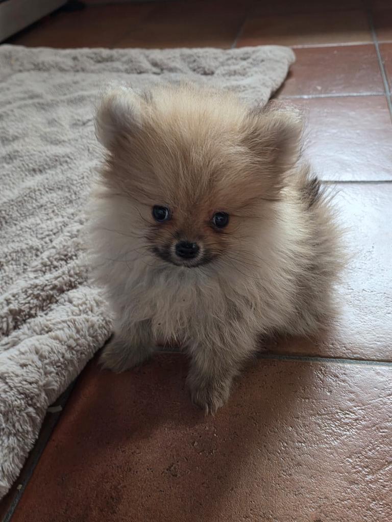 Lieve mooi pomeriaantjes 1950, Parvo, België, Keeshond, 8 tot 15 weken