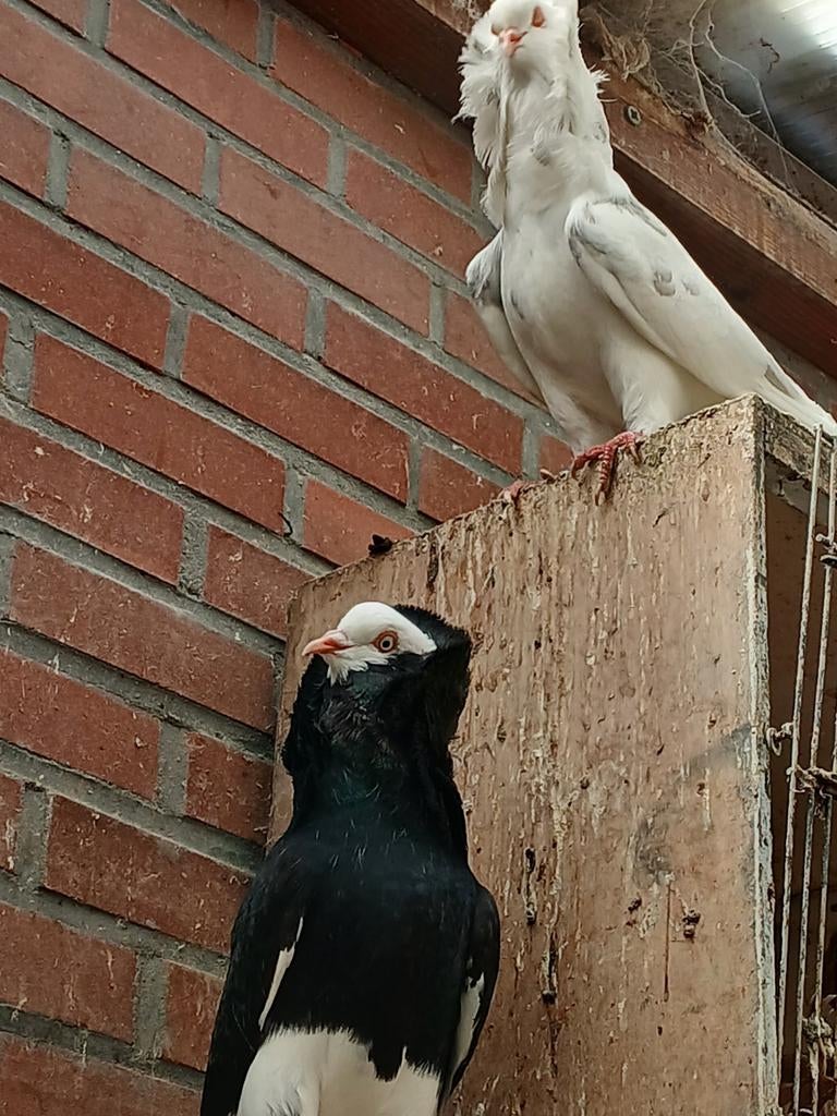 20 euro per koppel, Dieren en Toebehoren, Vogels | Duiven
