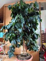 Grand caféier de 190 cm de haut, Jardin & Terrasse, Plantes | Arbres, En pot, 100 à 250 cm, Plein soleil, Autres espèces