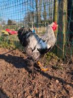 Brahma zilverpatrijs haan, Dieren en Toebehoren, Pluimvee