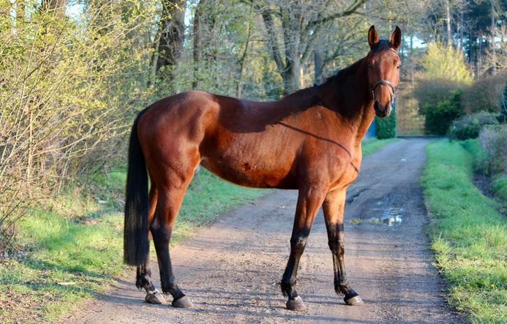 Prachtig 4 jarig spring talent!!!, Dieren en Toebehoren, Paarden, Merrie, Zadelmak, 170 tot 175 cm, 3 tot 6 jaar, Springpaard