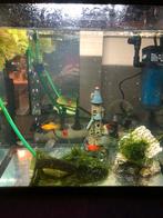 Platy's, Vis, Zoetwatervis, Schoolvis