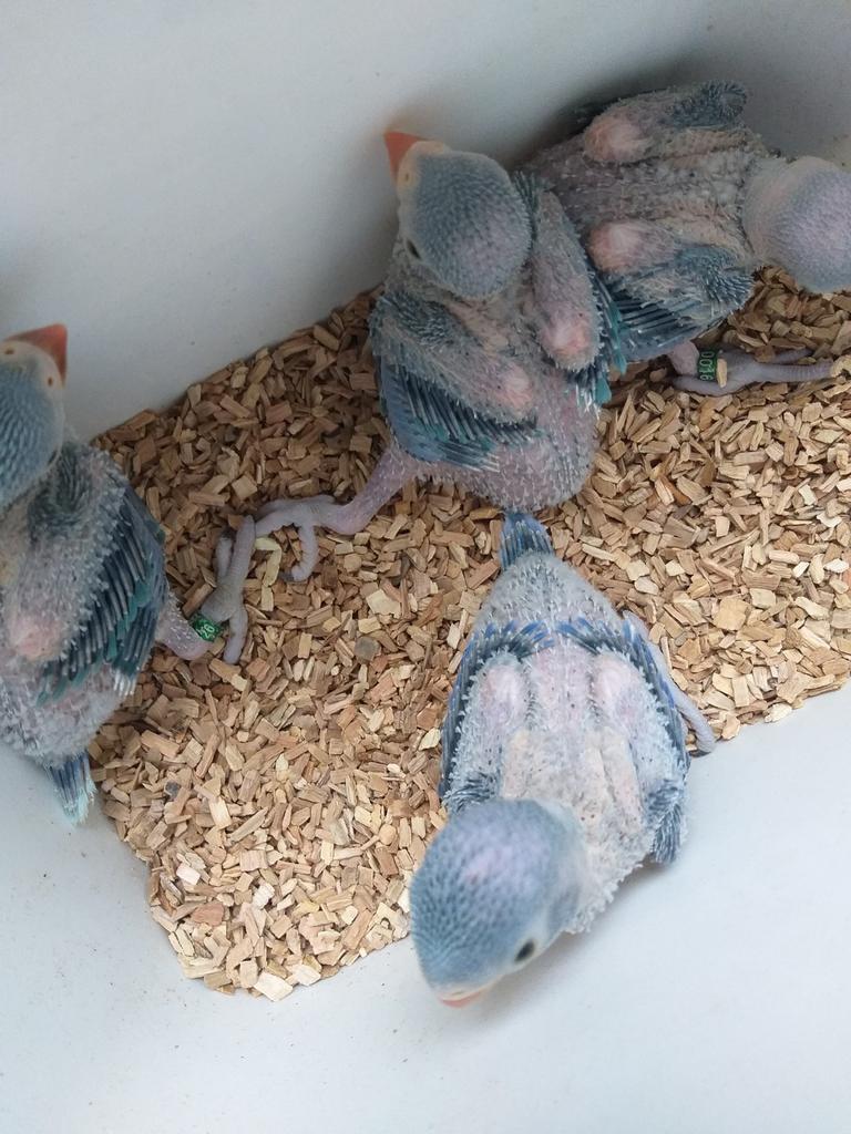 4 halsbandjes voor handopfok