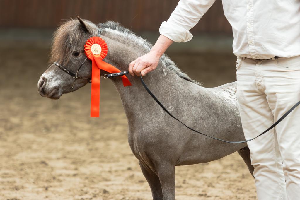 Mini appaloosa hengst ter dekking (NMPRS en NAS), Étalon