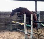 2,5j hengst v. Aganix uit bekende 160 stam, Étalon