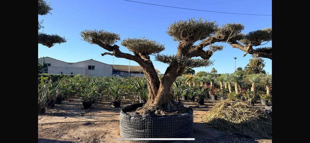 ‼️Gratis mediterrane voeding tijdens de opendeurdagen‼️, Tuin en Terras, Ophalen