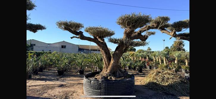 ‼️Gratis mediterrane voeding tijdens de opendeurdagen‼️, Jardin & Terrasse, Plantes | Arbustes & Haies, Enlèvement