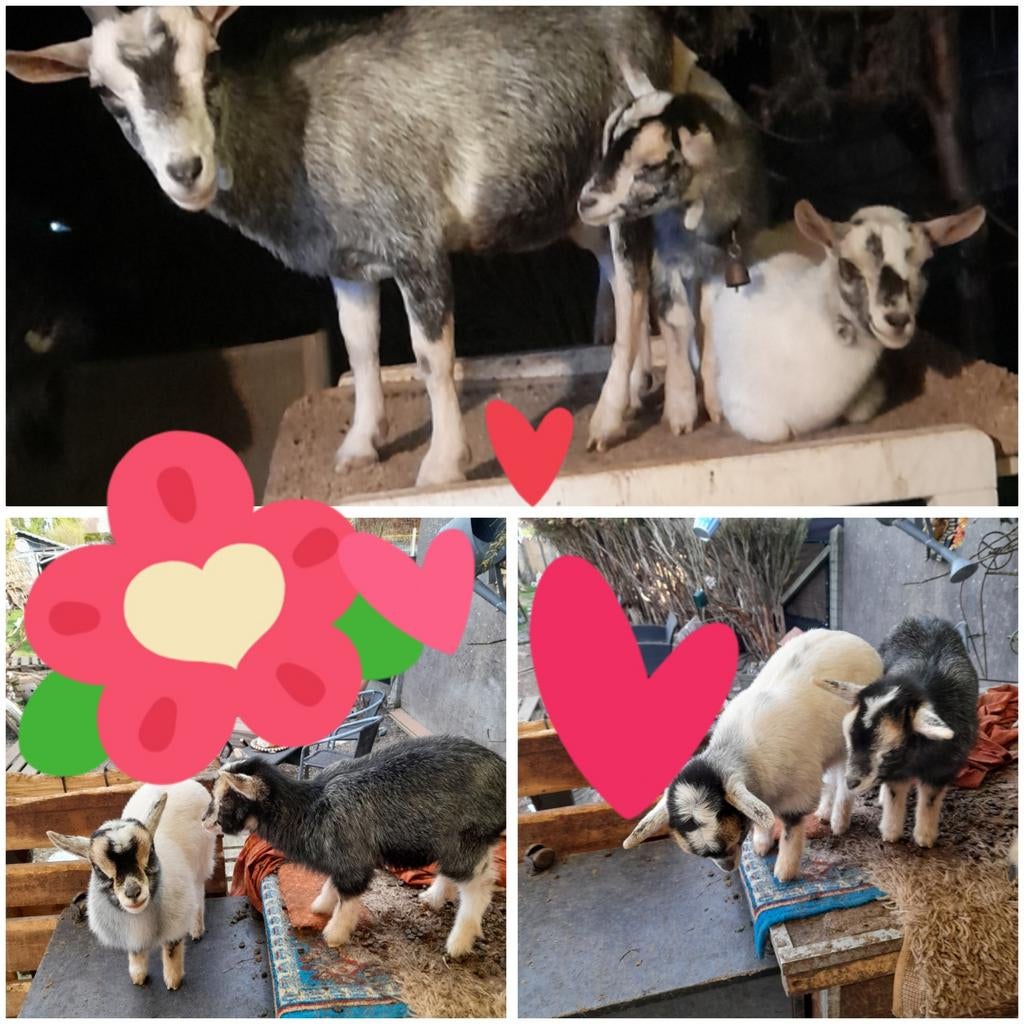 Ter adoptie 2 geitjes miekes geboren 7 maart .