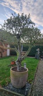 Olijfboom, Ophalen, Olijfboom