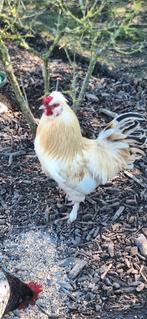 Mooie jonge haan, Dieren en Toebehoren, Pluimvee