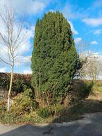 If Taxus Baccata, Ophalen, Overige soorten, 400 cm of meer