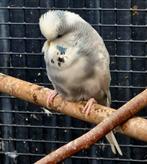 Engelse bonte man grasparkiet 1 jarig, Bagué