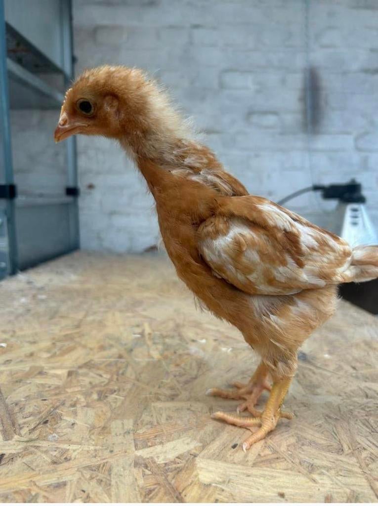 Kuikens – 100% leghennen te koop isabrown, Dieren en Toebehoren, Pluimvee