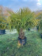 ‼️palmbomen trachycarpus fortunei meerstammig stuntprijs ‼️, Enlèvement