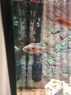 Copadichromis Mloto koppel, Dieren en Toebehoren, Knaagdieren, Januari, Meerdere dieren