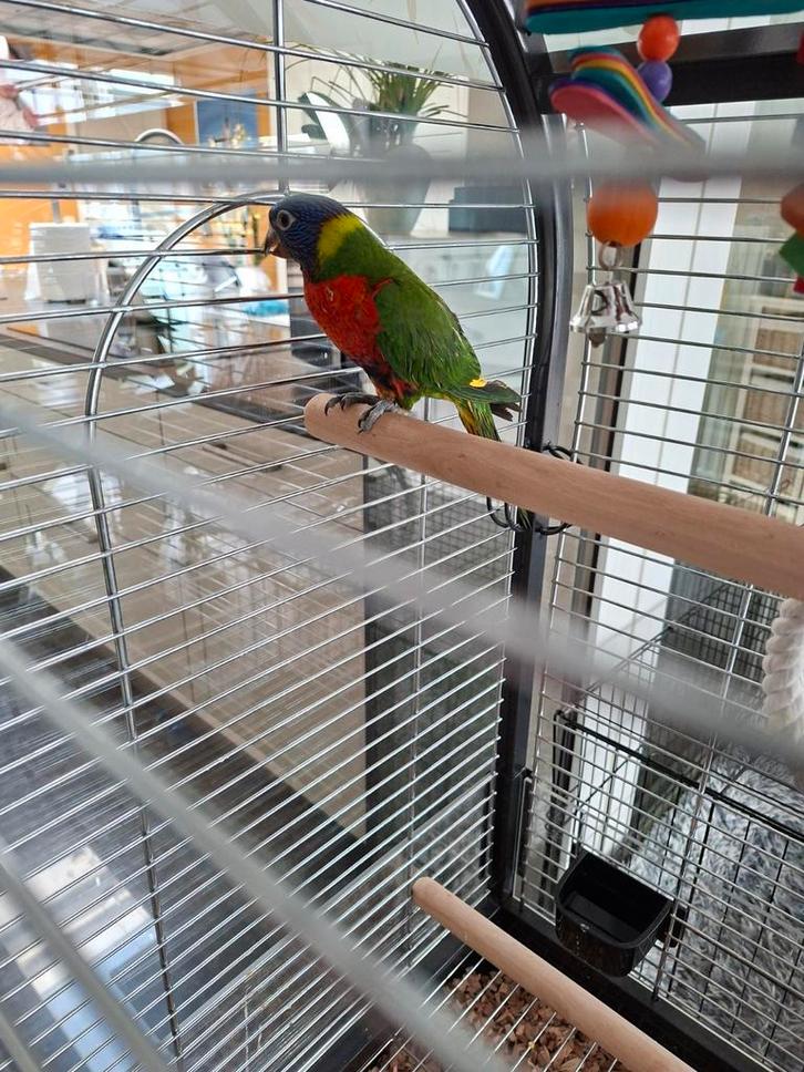 Lori van de blauwe bergen 3 maand oud, Dieren en Toebehoren, Vogels | Parkieten en Papegaaien, Tam