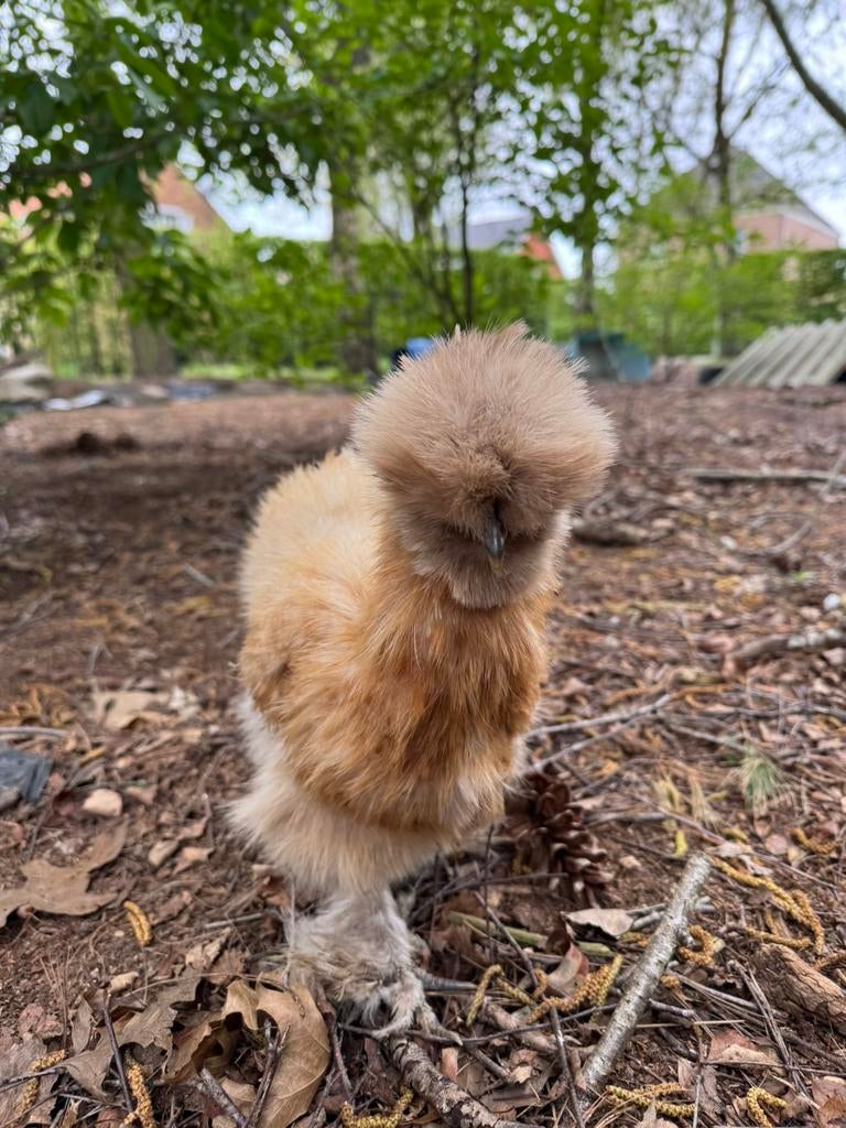 USA zijdehoen hen, Dieren en Toebehoren, Vrouwelijk, Kip