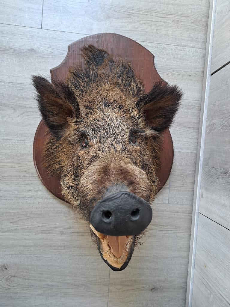 Taxidermie, Verzamelen, Dierenverzamelingen, Ophalen, Gebruikt, Wild dier, Gewei of Kop