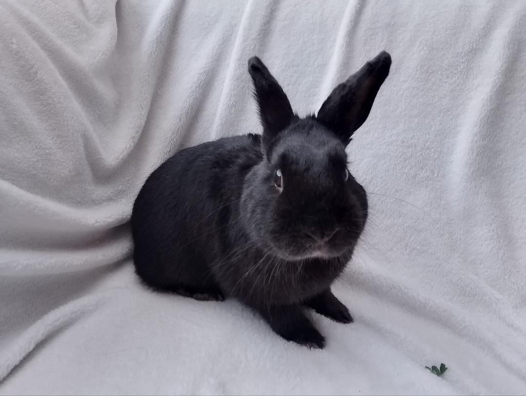 Gecastreerde Rammen, Dieren en Toebehoren, Konijnen, Dwerg