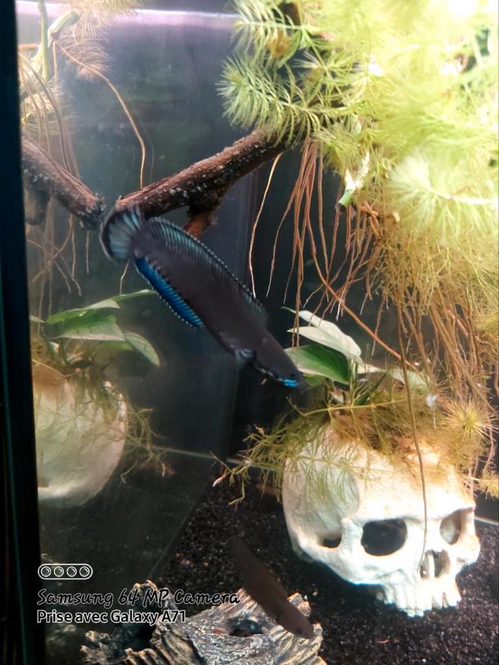 Channa andrao bleheri et brunnea, Animaux & Accessoires, Poissons | Aquariums & Accessoires, Enlèvement ou Envoi