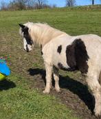 Jaarling Hengstenveulen 2025, Dieren en Toebehoren, 0 tot 2 jaar, Hengst, Onbeleerd, Recreatiepony