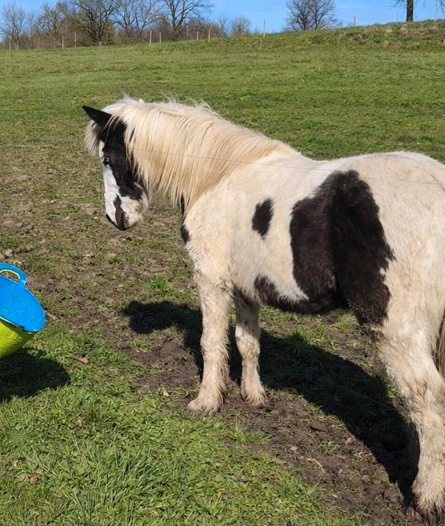 Jaarling Hengstenveulen 2025, Dieren en Toebehoren, Pony's, Hengst, Onbeleerd, E pony (1.48m - 1.57m), Recreatiepony, 0 tot 2 jaar