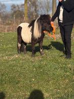 Belle jument hétéroclite, 11 ans ou plus, Poney de récréation, Non dressé, Jument