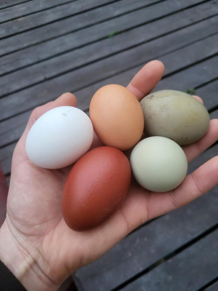 Oeufs fécondés araucana marans loghorn