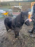 Stamboek merrie, Mei, Vrouwelijk