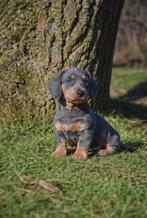 Prachtige kortharige Teckel pupjes, Poils courts, Plusieurs, Nain, Hépatite contagieuse (maladie de Rubarth)