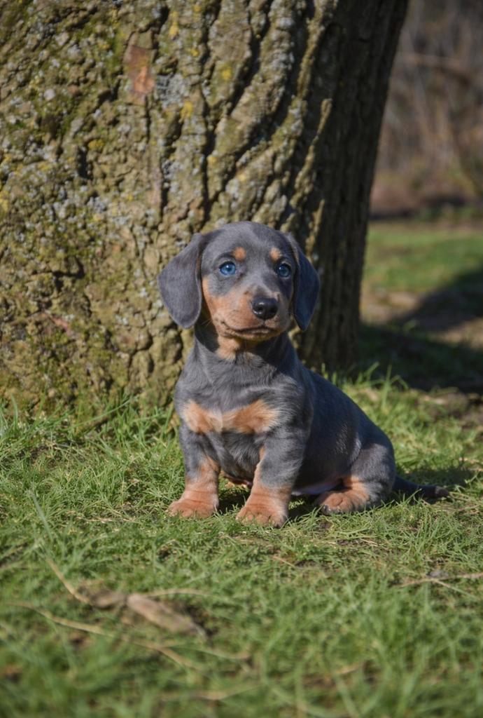 Prachtige kortharige Teckel pupjes, Dieren en Toebehoren, Honden | Teckels en Dashonden, Meerdere dieren, Korthaar, Dwerg, Fokker | Professioneel