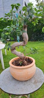 Bonsai ficus