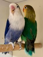 Kweekkoppel fischeri, Dieren en Toebehoren, Meerdere dieren, Dwergpapegaai of Agapornis, Geringd