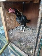 Shamo haan te koop, Animaux & Accessoires, Volatiles, Mâle, Poule ou poulet