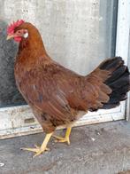 Jonge leghennen, eventueel met haan, Dieren en Toebehoren, Kip