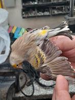 Kruisingen, Dieren en Toebehoren, Vogels | Overige Vogels, Mannelijk, Wildzangvogel, Geringd