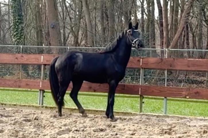 Jument D-pony noire de 3 ans, Animaux & Accessoires, Poneys, Jument, Non dressé, Poney D (1.37 m à 1.48m), Poney de dressage, 3 à 6 ans