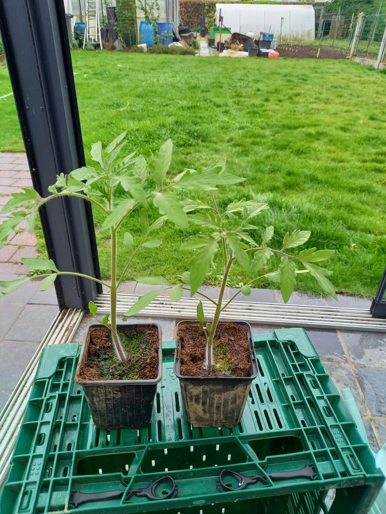 Tomaten planten groenen tomaten soort is malakhitovaya, Ophalen