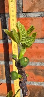 Figuier 'BROWN TURKEY' Ficus Carica 1v8, Jardin & Terrasse, Figuier, En pot, Plein soleil, Enlèvement