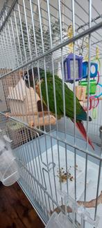 Het is een grote parkiet van 2 jaar oud, met kooi., Enlèvement