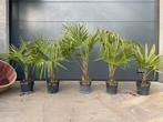 ‼️palmbomen trachycarpus fortunei aan promoprijzen ‼️, Tuin en Terras, Ophalen