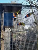 Roodneklori, Animaux & Accessoires, Oiseaux | Perruches & Perroquets, Mâle, Perroquet, Bagué