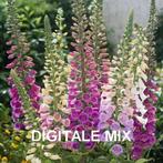 AV.DIVERSES SEMENSES DE FLEURS PAR  D. E. F., Ophalen of Verzenden