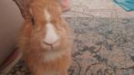 Een  konijn voor 10 euro maar!!, Dieren en Toebehoren, Mannelijk, Groot, 0 tot 2 jaar