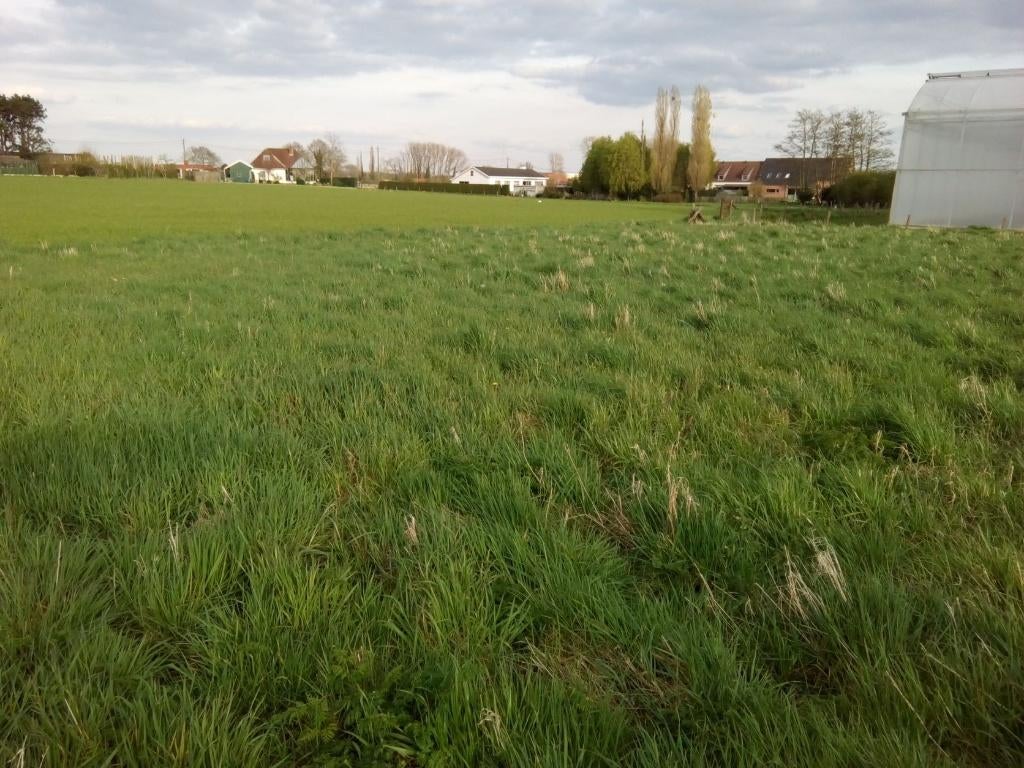 Ardooie, Te Huur voor seizoengebruik landbouwgrond 1,5 ha, Ophalen of Verzenden, 1 tot 5 ha, Paardenhouderij