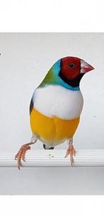 Gouldamadines roodkopwitborst man 2025, Dieren en Toebehoren, Vogels | Overige Vogels