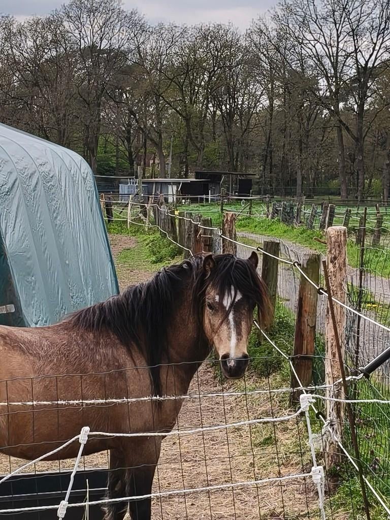 Pony zoekt leuke partner., Dieren en Toebehoren, Pony's, Hengst, Onbeleerd, 3 tot 6 jaar, Gechipt
