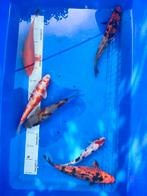 Nisai en tosai koi, Karper of Koi