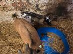 dwerggeit, Plusieurs animaux, Chèvre, 0 à 2 ans