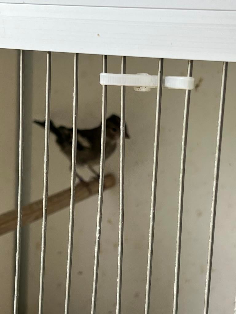 Botvinkpopjes reserve, Animaux & Accessoires, Oiseaux | Oiseaux Autre, Femelle, Oiseau chanteur sauvage, Bagué